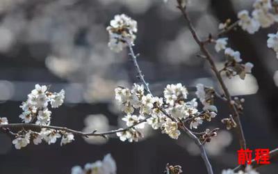 桃花雪、桃花雪：妖媚绽放的花海美景