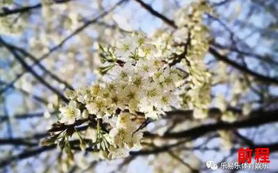 锦乡里最新章节;锦乡里最新章节：花开人间绚烂夺目